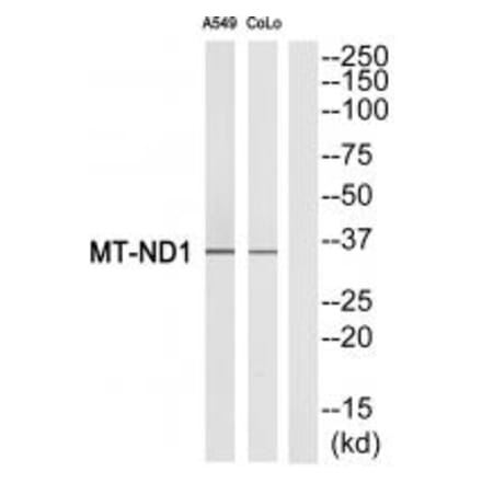 Western blot - MT-ND1 Antibody from Signalway Antibody (34839) - Antibodies.com