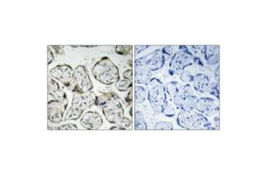 Immunohistochemistry - MT-ND1 Antibody from Signalway Antibody (34839) - Antibodies.com