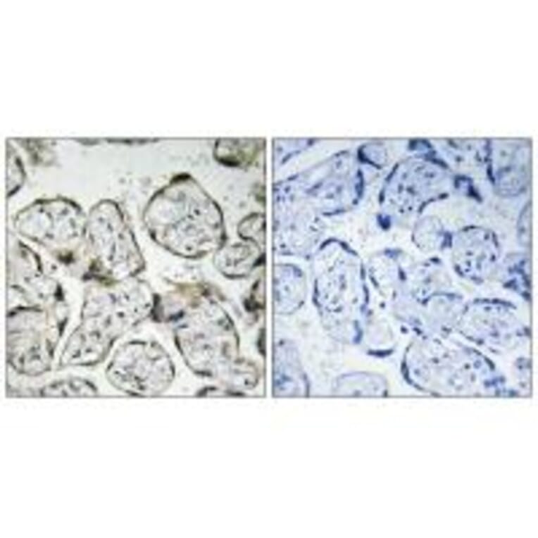 Immunohistochemistry - MT-ND1 Antibody from Signalway Antibody (34839) - Antibodies.com
