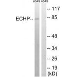 Western blot - EHHADH Antibody from Signalway Antibody (34890) - Antibodies.com