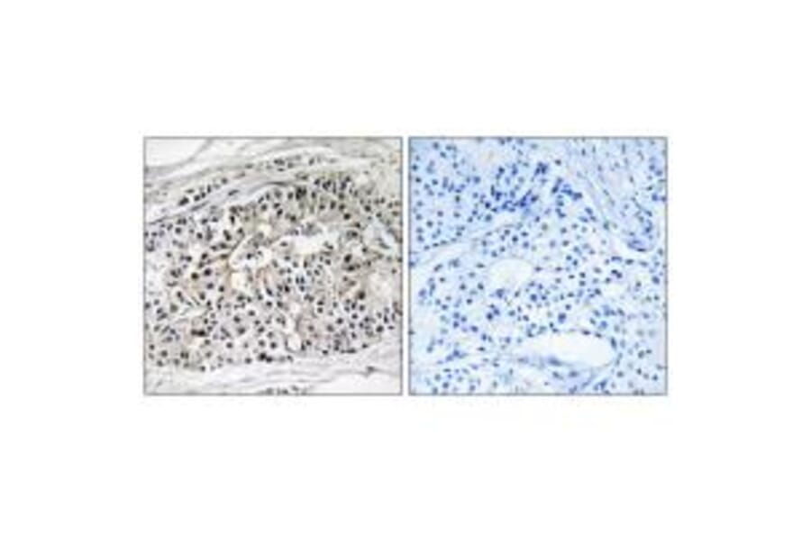 Immunohistochemistry - EHHADH Antibody from Signalway Antibody (34890) - Antibodies.com