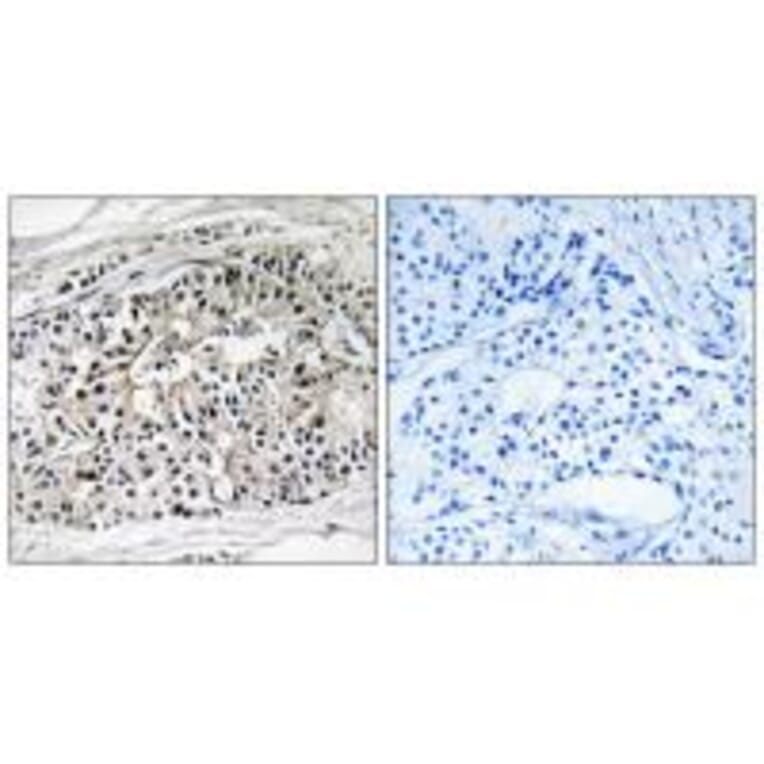 Immunohistochemistry - EHHADH Antibody from Signalway Antibody (34890) - Antibodies.com