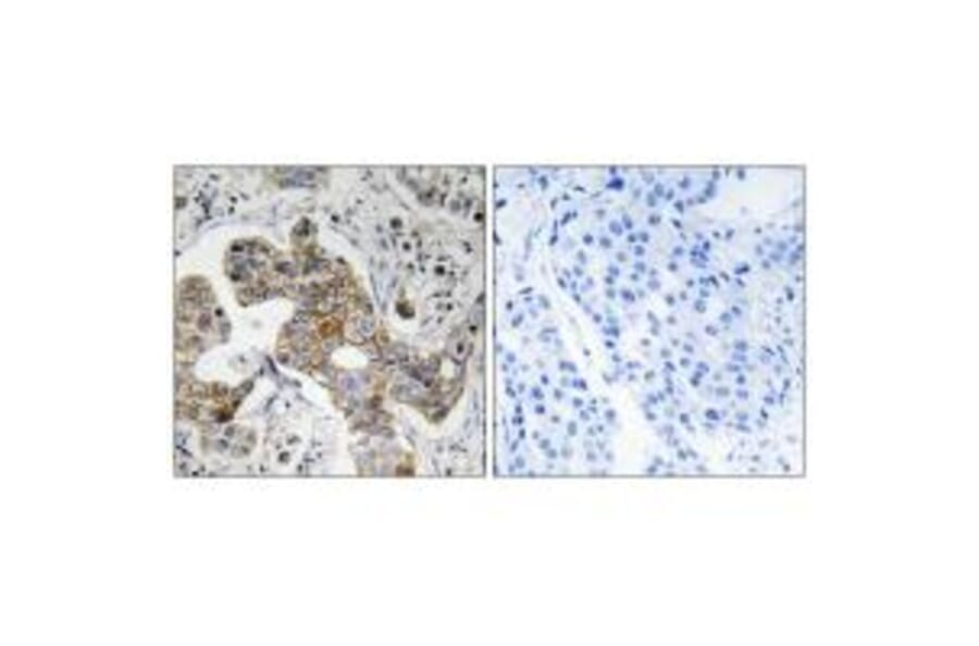 Immunohistochemistry - KCNK15 Antibody from Signalway Antibody (34912) - Antibodies.com
