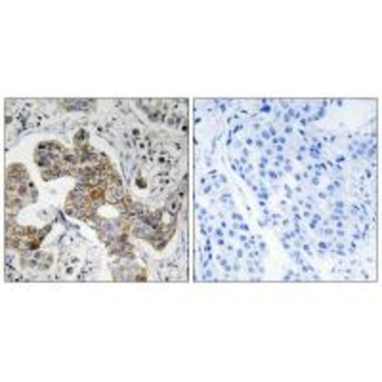 Immunohistochemistry - KCNK15 Antibody from Signalway Antibody (34912) - Antibodies.com