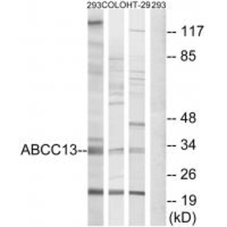 Western blot - ABCC13 Antibody from Signalway Antibody (34939) - Antibodies.com