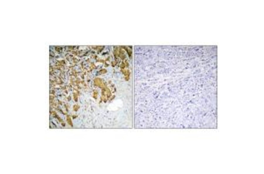Immunohistochemistry - PDHA1 Antibody from Signalway Antibody (34946) - Antibodies.com
