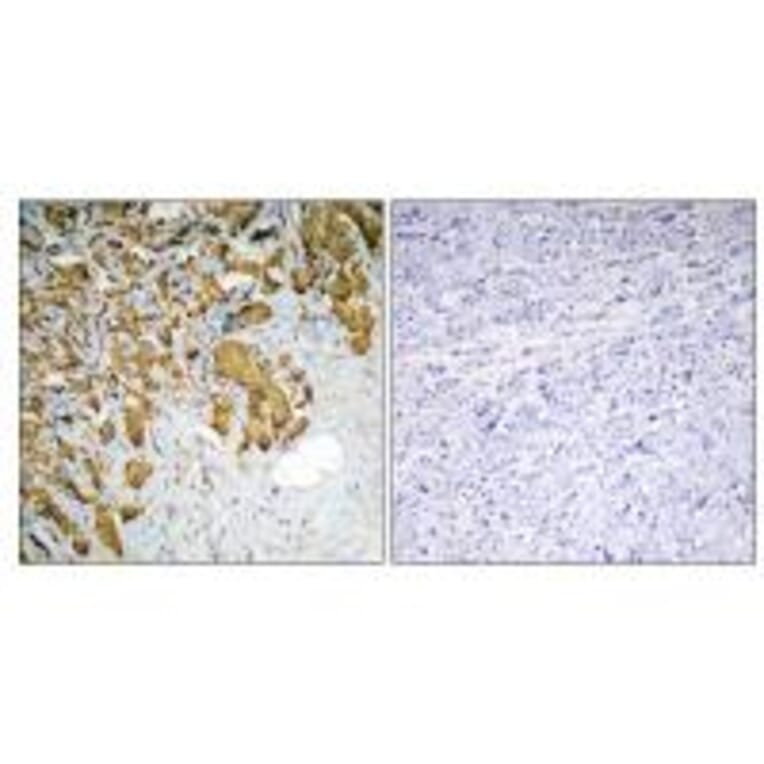 Immunohistochemistry - PDHA1 Antibody from Signalway Antibody (34946) - Antibodies.com