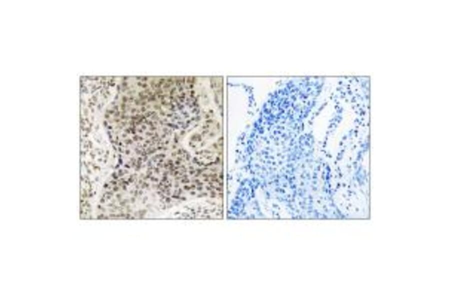 Immunohistochemistry - TSEN54 Antibody from Signalway Antibody (35110) - Antibodies.com