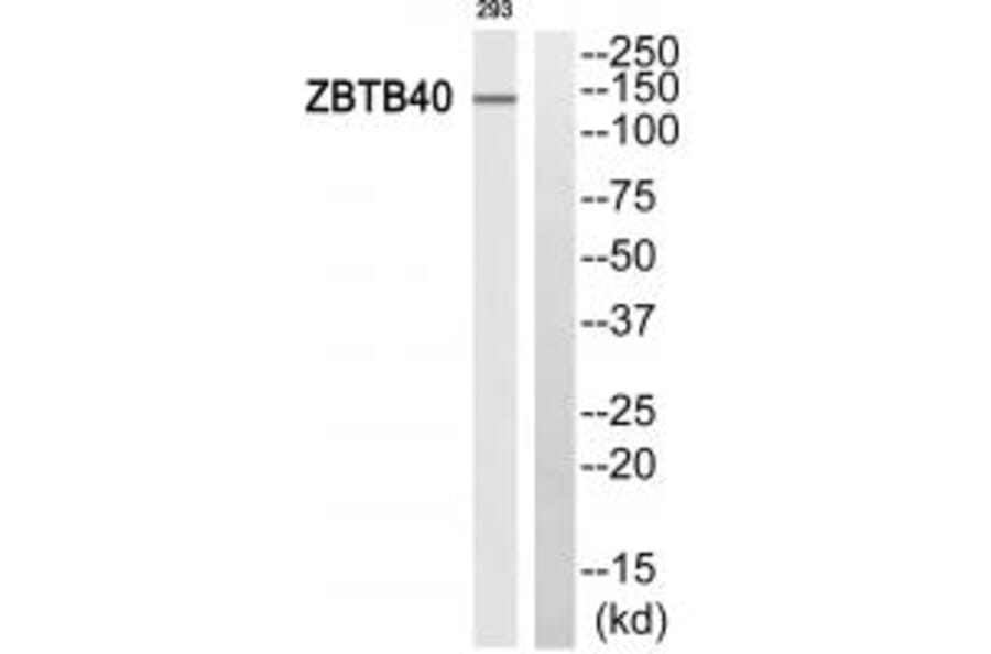 Western blot - ZBTB40 Antibody from Signalway Antibody (35150) - Antibodies.com