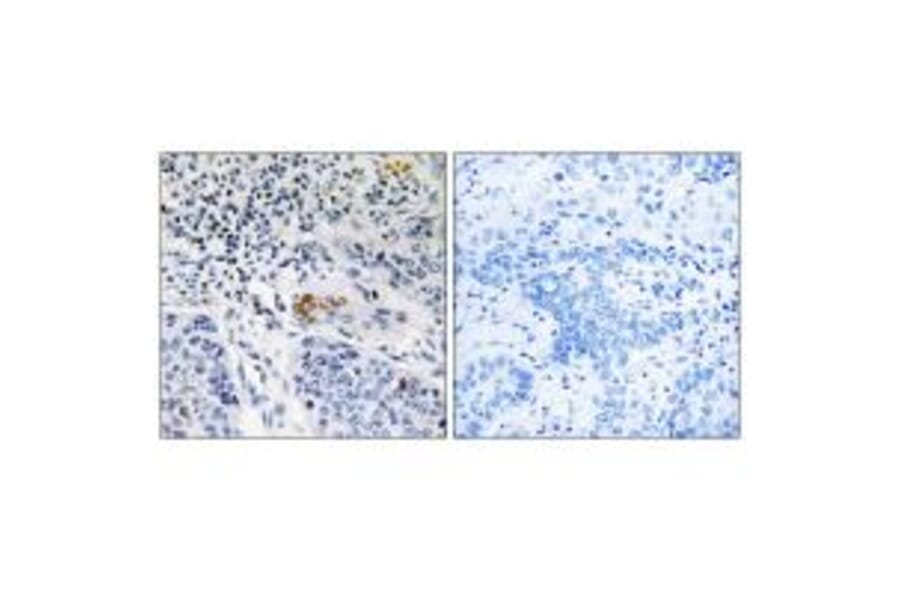 Immunohistochemistry - ZBTB40 Antibody from Signalway Antibody (35150) - Antibodies.com