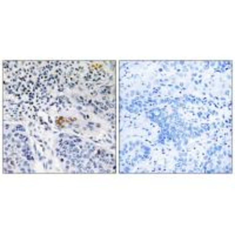 Immunohistochemistry - ZBTB40 Antibody from Signalway Antibody (35150) - Antibodies.com