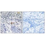 Immunohistochemistry - ZBTB40 Antibody from Signalway Antibody (35150) - Antibodies.com