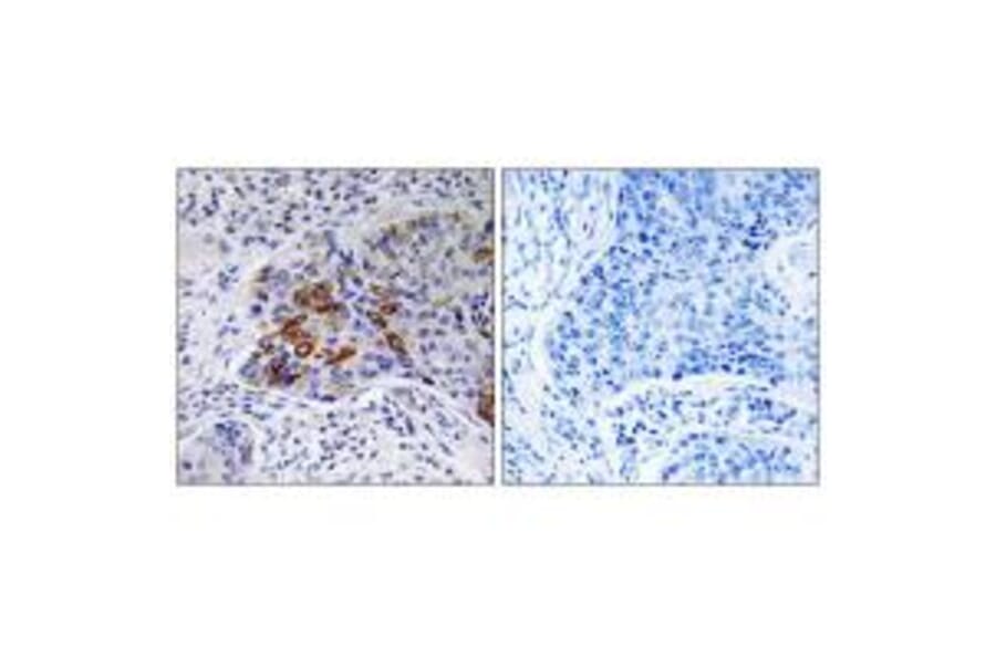 Immunohistochemistry - ADCY9 Antibody from Signalway Antibody (35174) - Antibodies.com