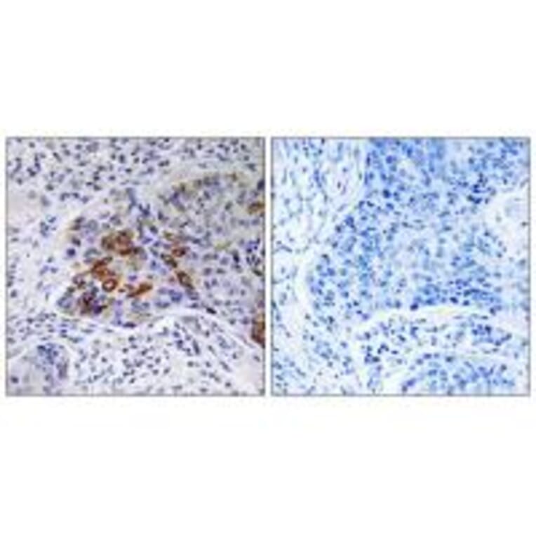Immunohistochemistry - ADCY9 Antibody from Signalway Antibody (35174) - Antibodies.com