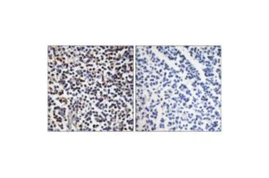 Immunohistochemistry - STK17B Antibody from Signalway Antibody (35283) - Antibodies.com