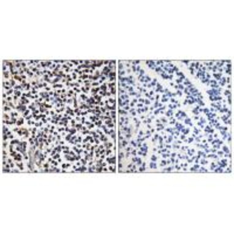 Immunohistochemistry - STK17B Antibody from Signalway Antibody (35283) - Antibodies.com