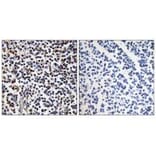 Immunohistochemistry - STK17B Antibody from Signalway Antibody (35283) - Antibodies.com