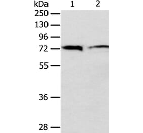 ANTXR1 Antibody from Signalway Antibody (35567) - Antibodies.com