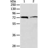 ANTXR1 Antibody from Signalway Antibody (35567) - Antibodies.com