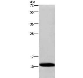 COX6B1 Antibody from Signalway Antibody (35582) - Antibodies.com
