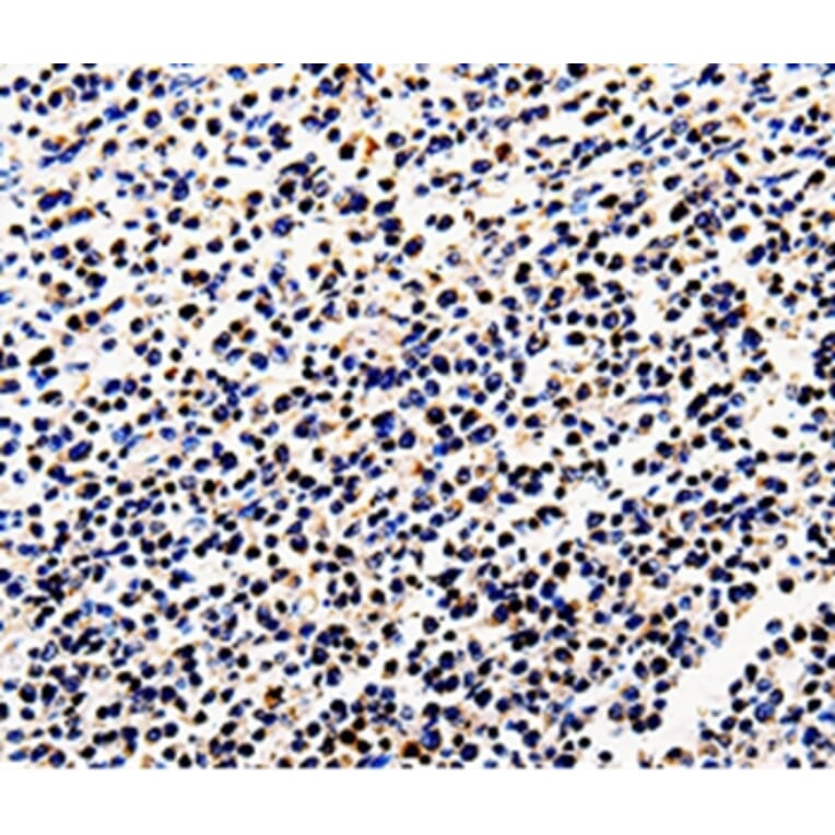 Immunohistochemistry - COX6B1 Antibody from Signalway Antibody (35582) - Antibodies.com