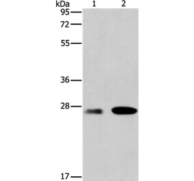 BCL2A1 Antibody from Signalway Antibody (35596) - Antibodies.com