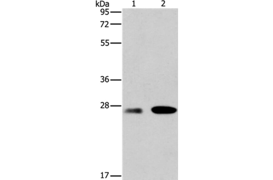 BCL2A1 Antibody from Signalway Antibody (35596) - Antibodies.com