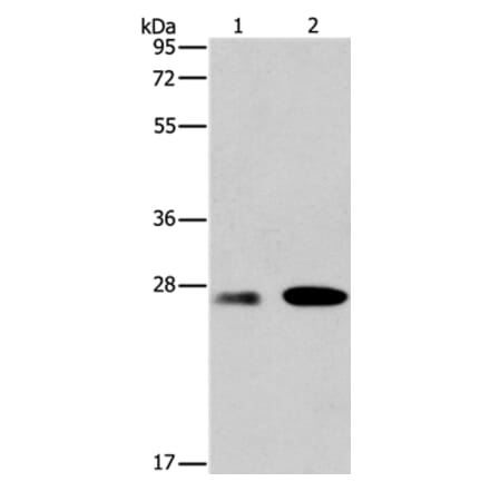 BCL2A1 Antibody from Signalway Antibody (35596) - Antibodies.com