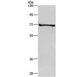 TRIM29 Antibody from Signalway Antibody (35641) - Antibodies.com