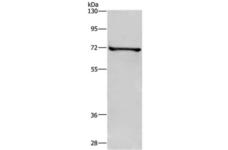 TRIM29 Antibody from Signalway Antibody (35641) - Antibodies.com