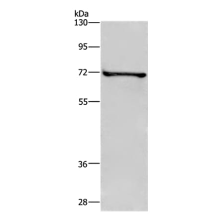 TRIM29 Antibody from Signalway Antibody (35641) - Antibodies.com