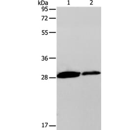 CLEC7A Antibody from Signalway Antibody (35673) - Antibodies.com