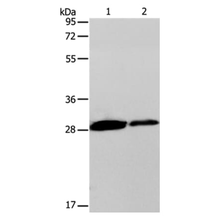 CLEC7A Antibody from Signalway Antibody (35673) - Antibodies.com