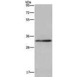 CLDN23 Antibody from Signalway Antibody (35693) - Antibodies.com