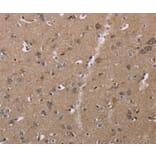 Immunohistochemistry - CLDN23 Antibody from Signalway Antibody (35693) - Antibodies.com