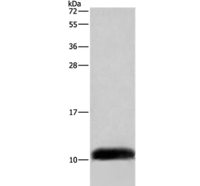 COX6B2 Antibody from Signalway Antibody (35695) - Antibodies.com