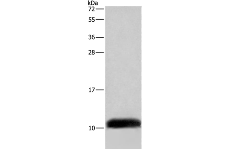 COX6B2 Antibody from Signalway Antibody (35695) - Antibodies.com