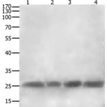 CLEC4A Antibody from Signalway Antibody (35707) - Antibodies.com