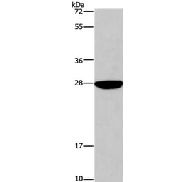 DUSP19 Antibody from Signalway Antibody (35728) - Antibodies.com