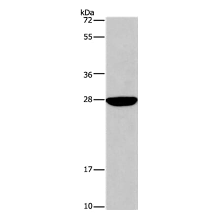 DUSP19 Antibody from Signalway Antibody (35728) - Antibodies.com