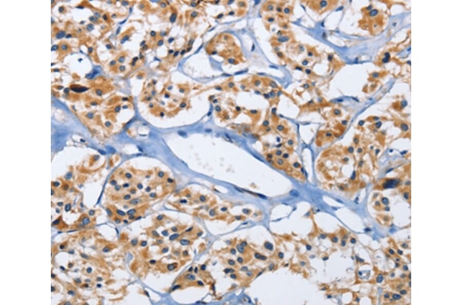 Immunohistochemistry - DUSP19 Antibody from Signalway Antibody (35728) - Antibodies.com