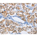 Immunohistochemistry - DUSP19 Antibody from Signalway Antibody (35728) - Antibodies.com