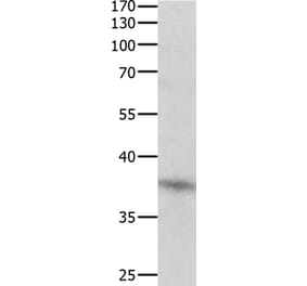 DUSP12 Antibody from Signalway Antibody (35731) - Antibodies.com