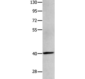MAGEB4 Antibody from Signalway Antibody (35808) - Antibodies.com