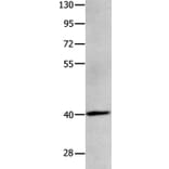 MAGEB4 Antibody from Signalway Antibody (35808) - Antibodies.com
