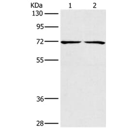 CHRNA4 Antibody from Signalway Antibody (35829) - Antibodies.com