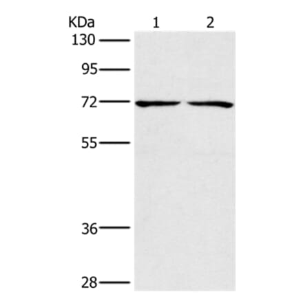 CHRNA4 Antibody from Signalway Antibody (35829) - Antibodies.com