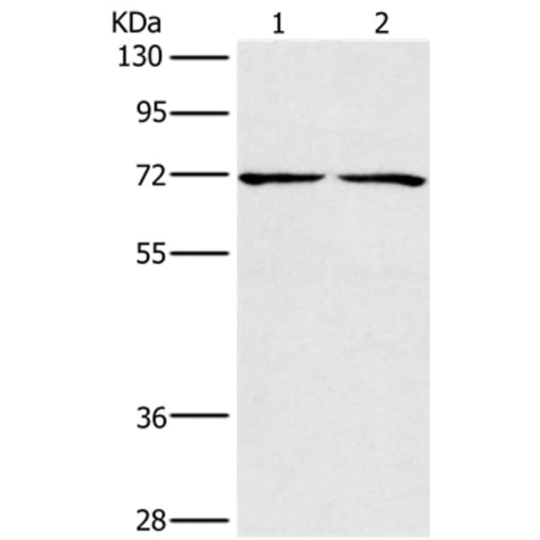 CHRNA4 Antibody from Signalway Antibody (35829) - Antibodies.com