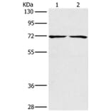 CHRNA4 Antibody from Signalway Antibody (35829) - Antibodies.com