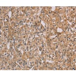 Immunohistochemistry - CHRNA4 Antibody from Signalway Antibody (35829) - Antibodies.com